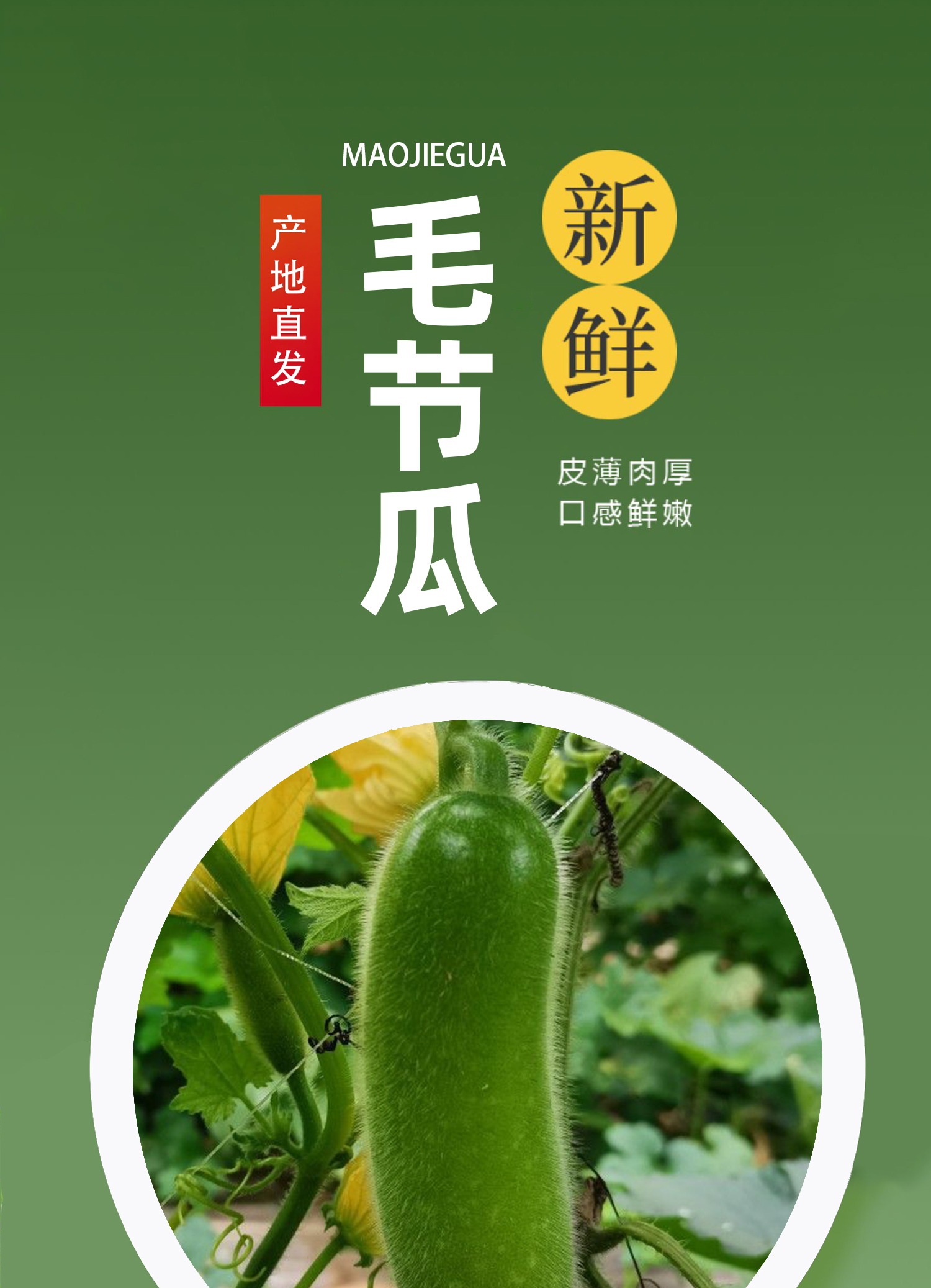 【毛節(jié)瓜】【大量上市】長(zhǎng)毛迷你小冬瓜清甜脆嫩爬藤現(xiàn)摘現(xiàn)發(fā)