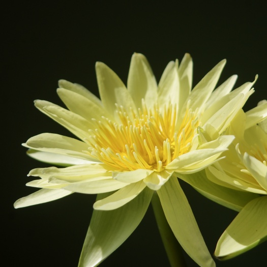 广州九品香水莲花苗带花蕾植株发货