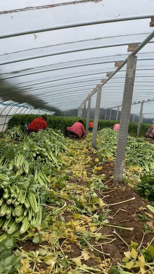 芹菜，万亩基地，市场货，电商货，全部都是批发价