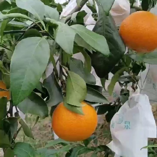 福安市红美橙