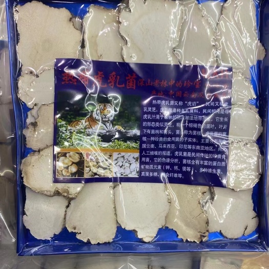 广州虎乳菌切片中片正品老虎奶菇虎奶菌小儿包邮食