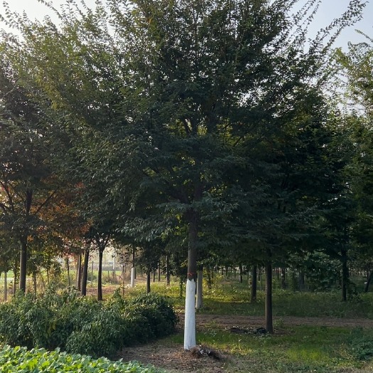 郯城县榉树12公分、15公分、18公分、20公分