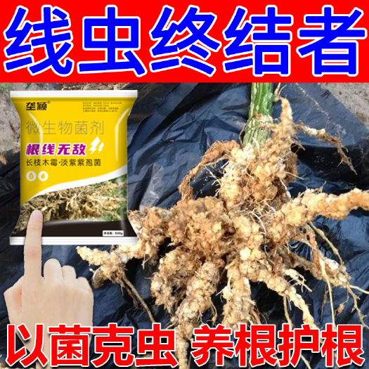 栾川县根结线虫专用根线虫根腐病长枝木霉淡紫紫孢菌微生物菌剂