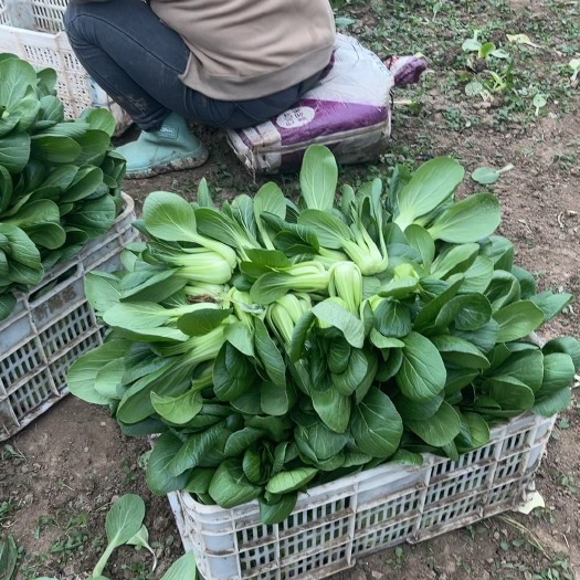天津精品小油菜