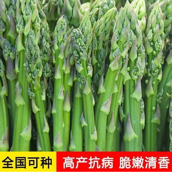 沭阳县芦笋种子四季种植蔬菜绿芦笋种籽抗热耐寒高营养蔬菜种子