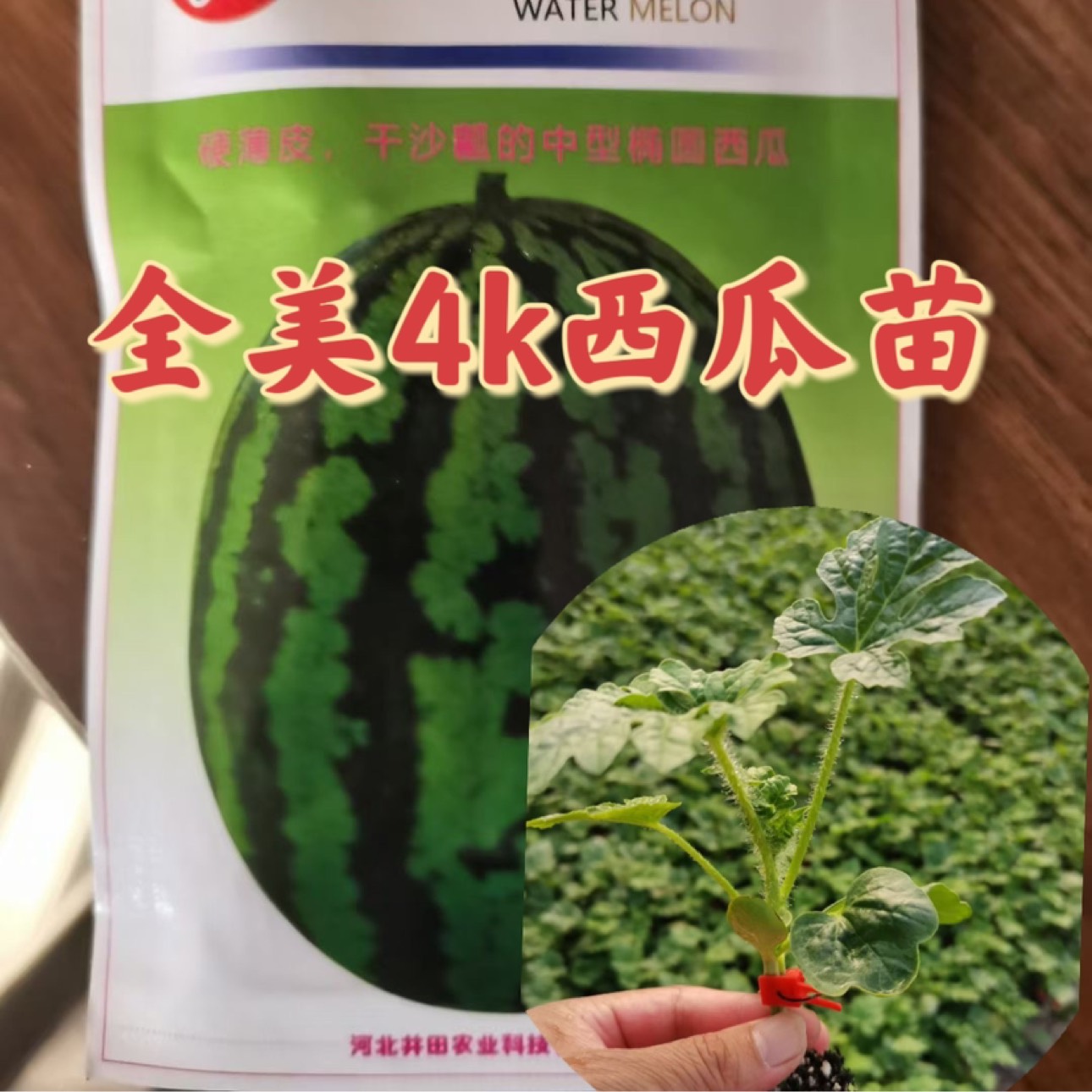全美4k西瓜苗嫁接苗 可预定 穴盘苗 精品西瓜苗 基地直发