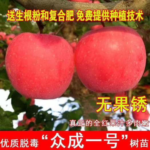 众成一号苹果树苗嫁接苗包结果支持技术指导可签合同发货