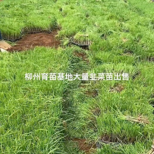 柳州太空系列品种