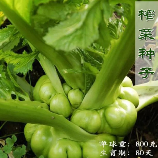 沭阳县榨菜种子腌渍用脆嫩疙瘩菜青脆菜产量高秋播农家田园蔬菜种子