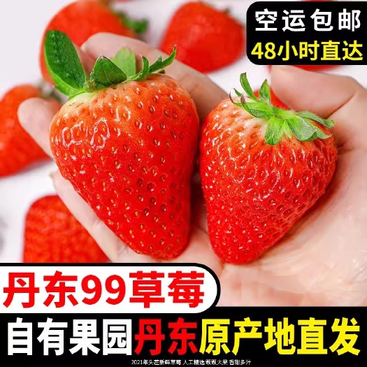 丹东丹东99红颜草莓九九草莓东港奶油大草莓新鲜现摘水果送礼