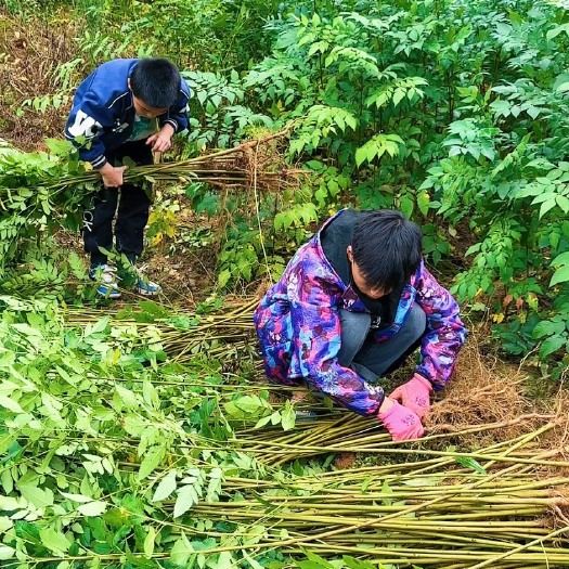 利川市栾树小苗，栾树苗