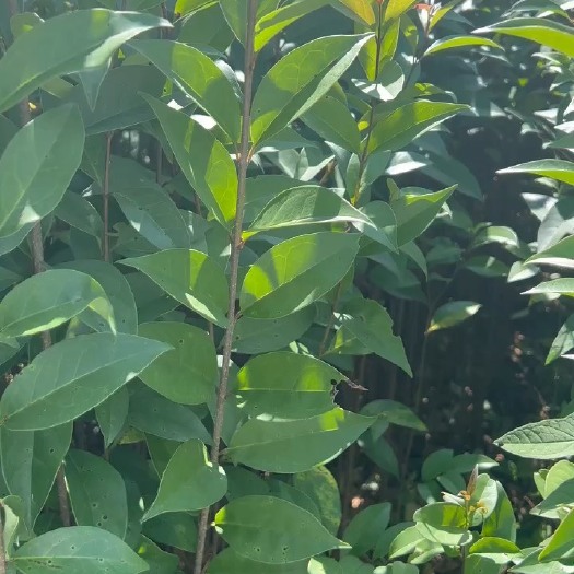 利川市大叶女真苗，火炮树，大叶女贞小苗，一年苗，两年苗