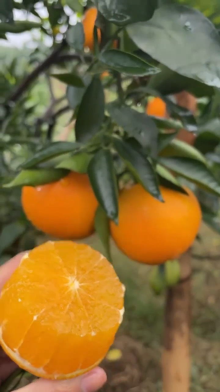 秭归纽荷尔脐橙上市大量有货果园产地直销一手货源价格便宜口感好