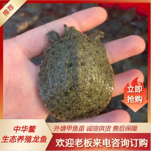 外塘甲鱼苗小甲鱼苗水鱼苗王八苗中华鳖生态养殖龙鱼活体饲料