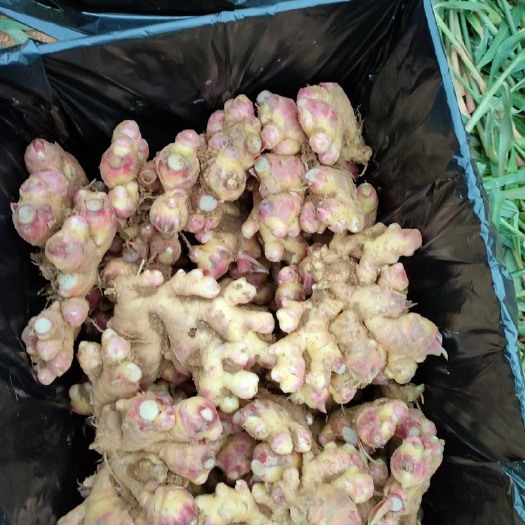 南靖县精品二黄姜，产地一手货源，产地实力代办，可长期供应等。
