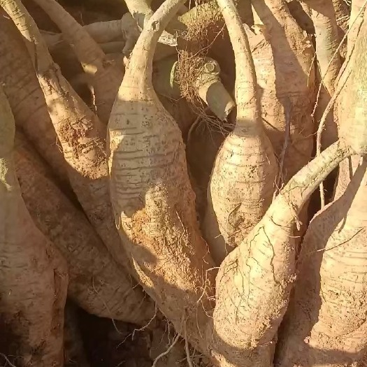 粉葛，广西和平一级靓葛，葛根新鲜无渣，出粉率高，常年大量货源