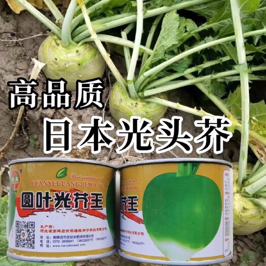洛阳光头芥菜种子日本万斤芥二道眉芥菜头疙瘩辣老咸菜秋季蔬菜种子籽