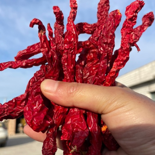 茶陵县【茶陵干线椒】基地直销湖南干线椒 二荆条新疆北疆干线椒 干红