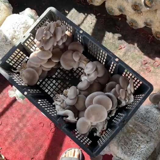 瑞安市平菇