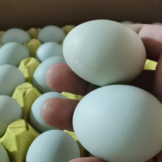 绿壳蛋乌鸡蛋420枚/箱净重30-33斤