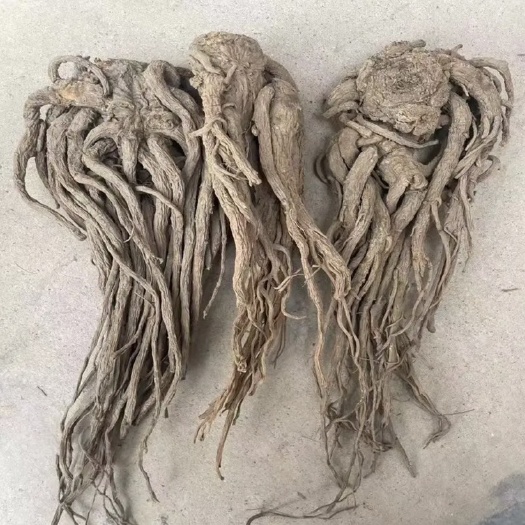 甘洛县甜当归 日本当归，手搓干货整根全当归