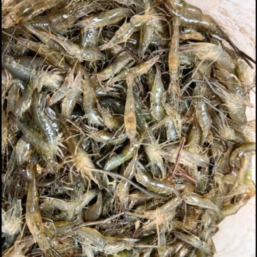 安徽河虾各种规格 鲜活产地直发 质量保证