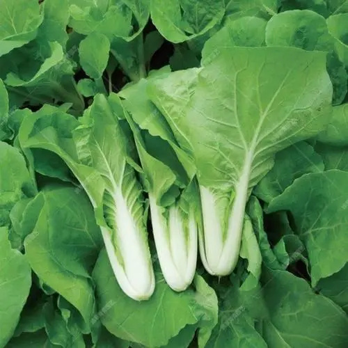 枝江市湖北快菜 基地直发 小白菜货量充足