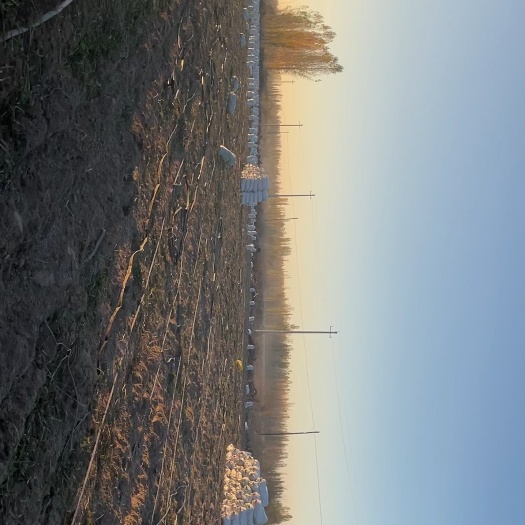 伊宁市大量低价批发优质胡萝卜