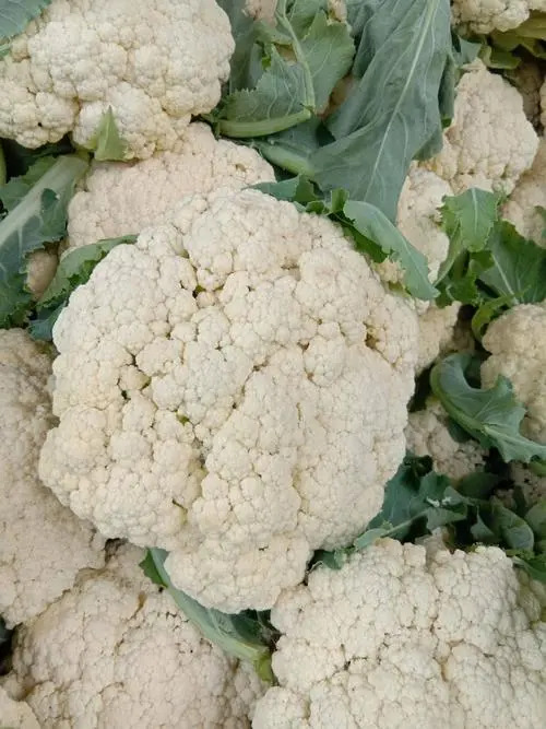 花菜松花菜散花菜，产地直发，欢迎来电！