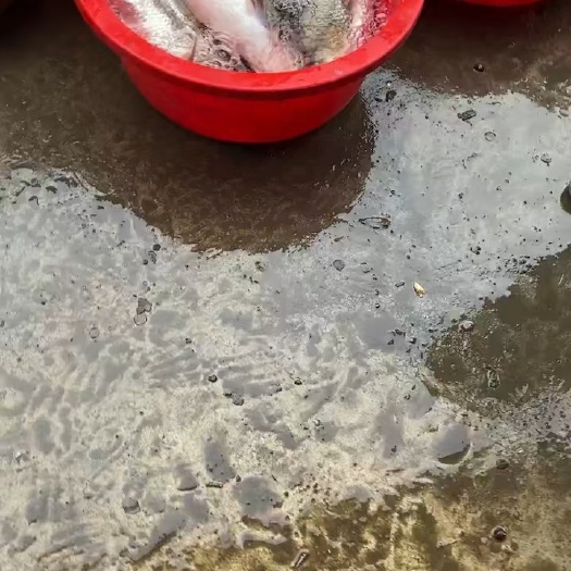 洪湖市湖北洪湖翘嘴