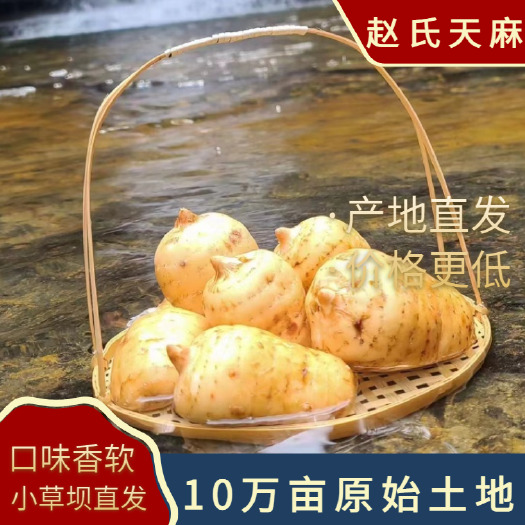 云南省昭通市彝良县小草坝镇乌红杂交天麻，味道不如乌天麻