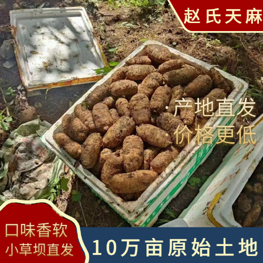 彝良县乌天麻 100000亩原始土地 优质环境生产优质天麻 味香软