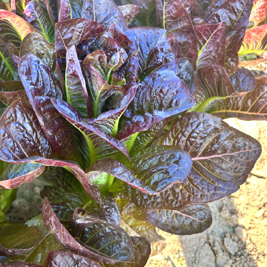 寿光市紫孔雀菜种子生菜种子 紫色蔬菜四季阳台春秋夏种植