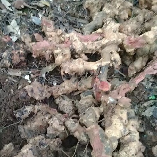 长沙菝葜