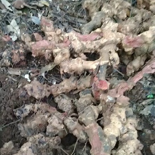 长沙出售金刚藤