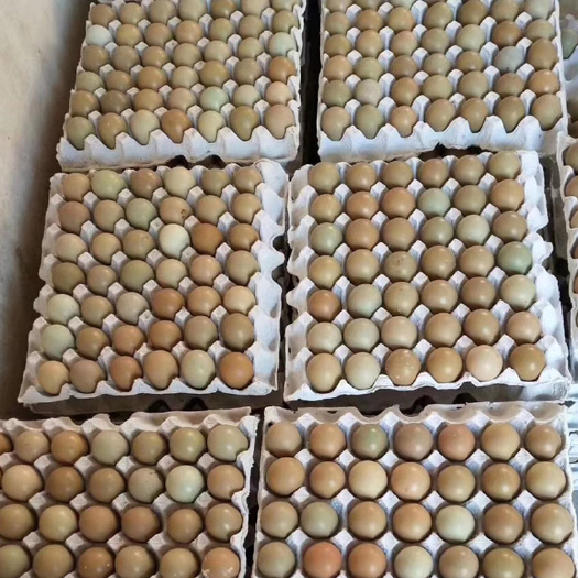 七彩山鸡蛋588枚/箱 价格变动大订货咨询客服