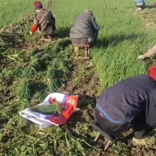 金乡县河西洋葱苗，二红半高桩，紫皮洋葱苗，基地直发，大量现货签合同