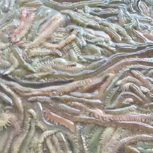 精品海蜈蚣 马条 鲜度好 价格实惠 有需要的老板联系我～