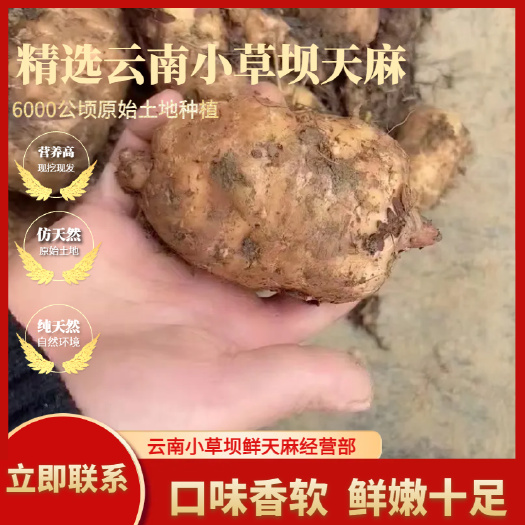 彝良县小草坝拥有6000多公顷的原始土地造就了香甜软糯的乌天麻
