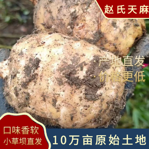 来自云南省昭通市彝良县小草坝香甜软糯好吃的乌天麻 ，林下种植