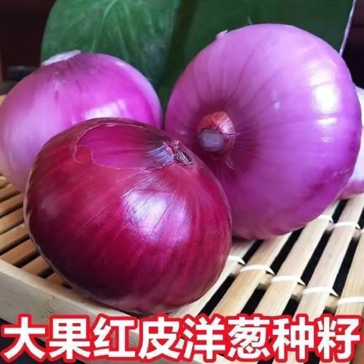 沭阳县四季红皮洋葱种子特大紫皮圆葱盆栽阳台种植蔬菜种籽早熟耐寒易种