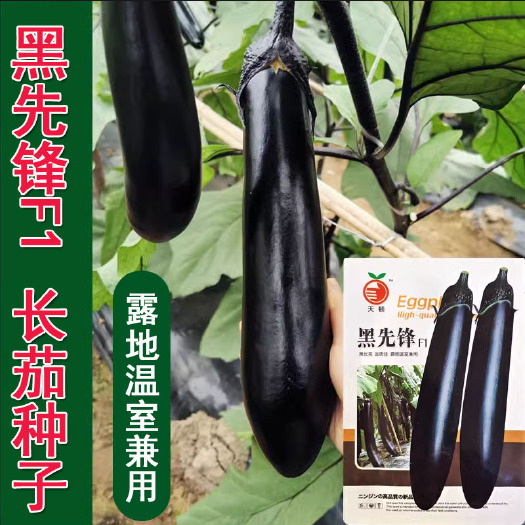 寿光市茄子种子  紫黑长茄种子黑先锋茄子种籽亮度好肉质细腻春秋种植
