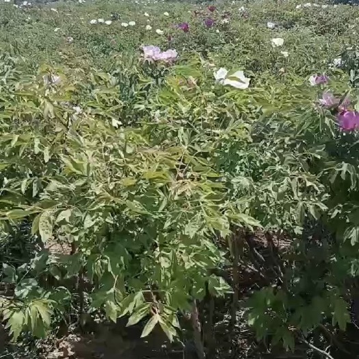 康乐县牡丹