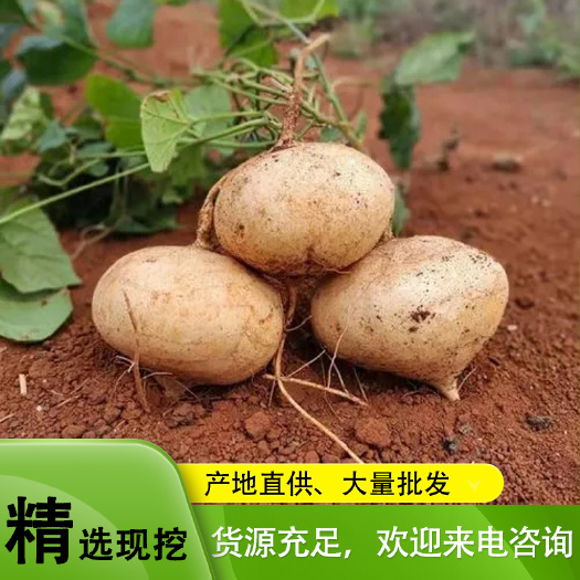 湛江凉薯产地直销代办市场货、电商货