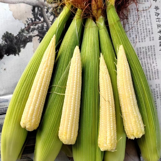 慈溪市新鲜笋玉米，玉米笋，玉米笋专用品种，品种，自有基地