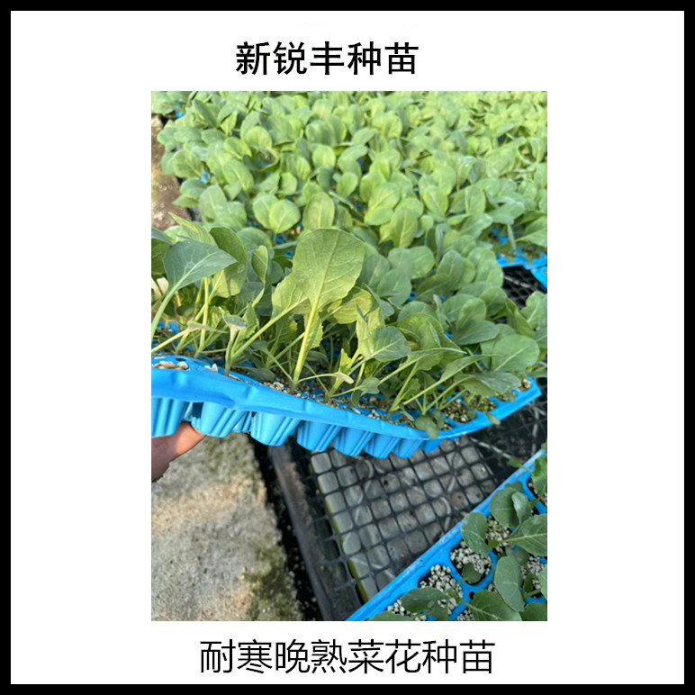 108天菜花苗 杂交花椰菜苗 耐寒 花球松大越冬露天栽品种