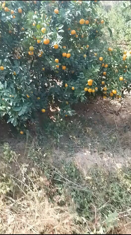新余蜜桔大量有货，需要的老板联系