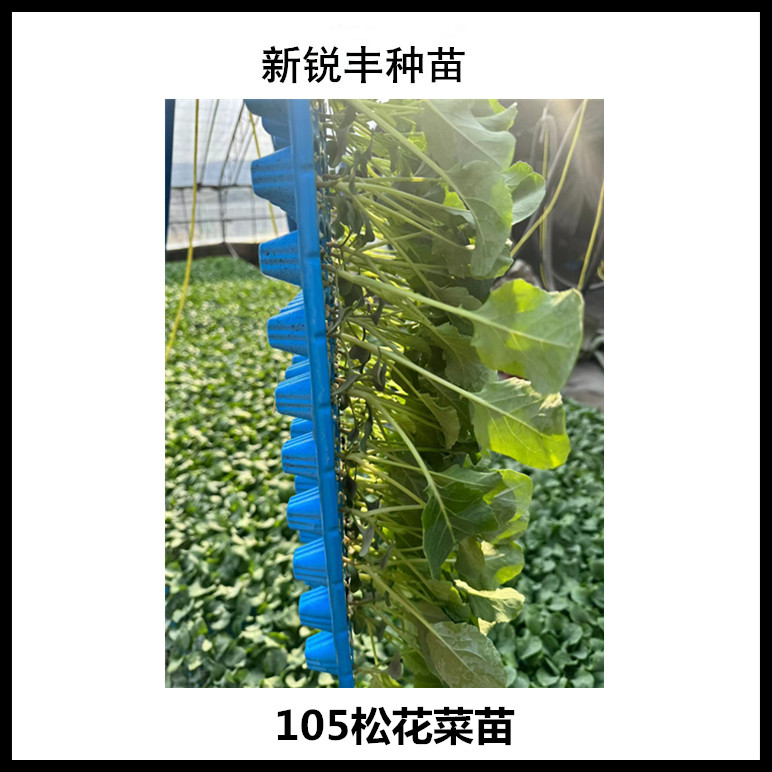 108天菜花苗 杂交花椰菜苗 耐寒 花球松大越冬露天栽品种