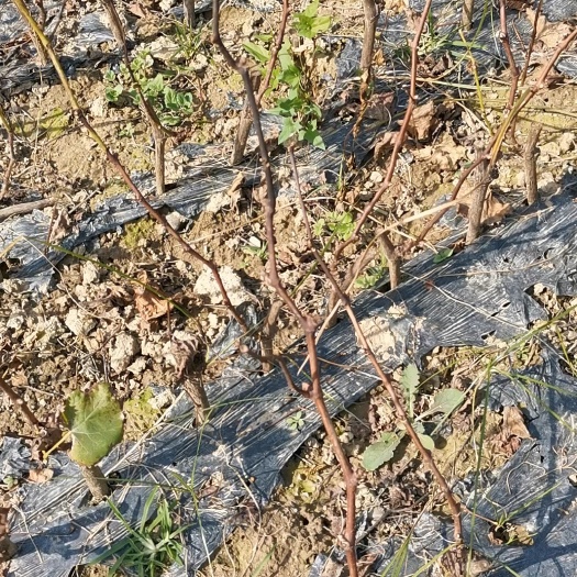 长沙极早熟葡萄品种南太湖特早品种纯正现挖现卖一年生扦插苗自根苗