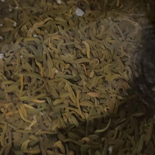 中山市菲牛蛭秋苗